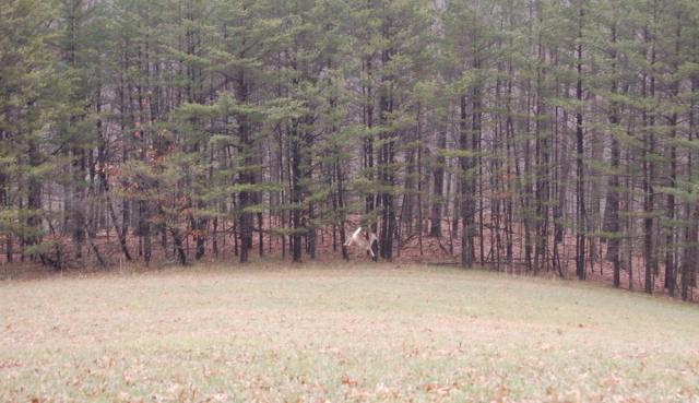 White-tailed deer