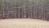 White-tailed deer